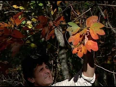 32 Alabama Trees Discovering Alabama