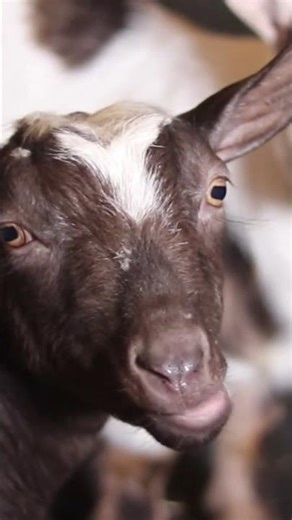 Goat Sticking Out Tongue 😝🐐 Funniest Clip Ever, Must watch it will make you day