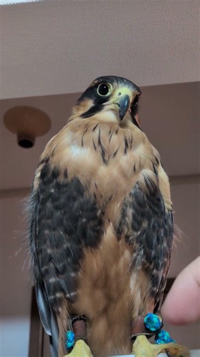うちの子（オナガハヤブサ）足ツルツル✨️ #はやぶさ #猛禽類 #かわいい動物 #ペット動画