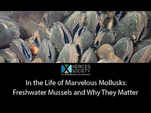 In the Life of Marvelous Mollusks: Freshwater Mussels and Why They Matter