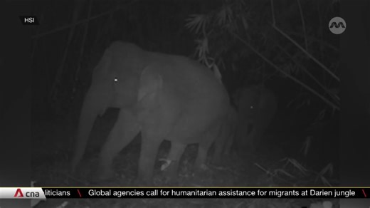 Vietnam strives to conserve their last endangered Asian elephants