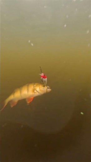 Zo vecht een baars, ONDERWATER gefilmd 🎣 #snoek #baars #vissen #roofvissen #devisrover