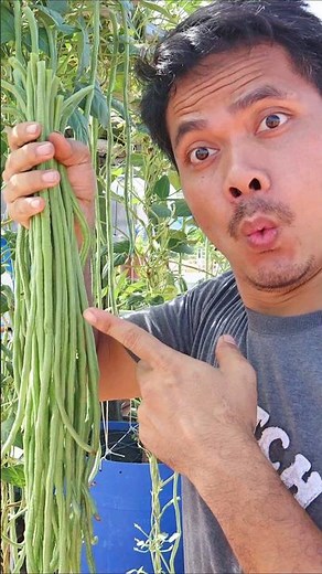 How to Harvest Long Beans Like a Pro!
