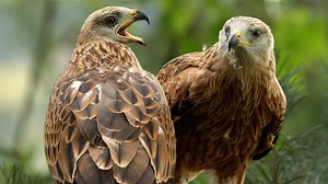 90K views · 6.3K reactions | Watch the magic as the last two red kite chicks fledge and take to the skies礪 | Robert E Fuller | Facebook