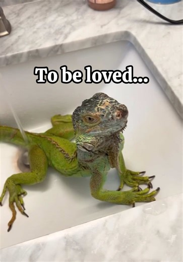 Celebrating My Iguana's Special Day: A Heartfelt Bond