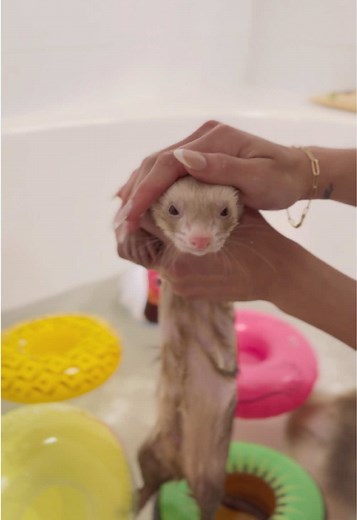 Spoiling Your Ferrets: Adorable Moments to Cherish