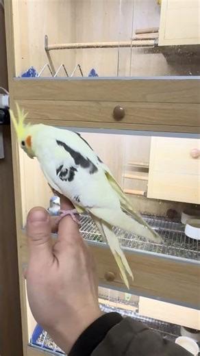 Pat's cockatiel, leg band number E112, pedigree female, independent, affectionate, hand-raised