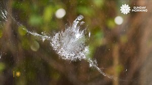 Experts say up to a billion birds die yearly from collisions with buildings, often due to lights or glass. However, architects are now using bird-friendly glass, and awareness campaigns are helping create safer spaces for migrating birds. https://cbsn.ws/4d2vJt3 | CBS Sunday Morning
