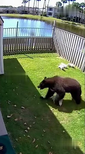 A Jindo dog fights to save its puppies from an intruder on a leisurely afternoon.