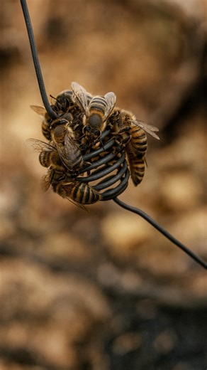FactParade on Instagram: "What looks like a tiny bee “rescue mission” is actually one of the smartest techniques in modern beekeeping — and the bees are doing exactly what they’re supposed to. In the video, thousands of worker bees cluster around a caged queen, surrounding her with warmth, scent, and pure instinct. Beekeepers use this method so the colony can slowly adjust to her pheromones before she’s released, massively reducing the chances of rejection — a process explained in queen-introduc