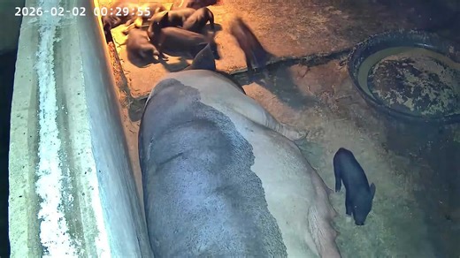 Mother's instinct! Piglet with head stuck in between boards rescued by alert mum