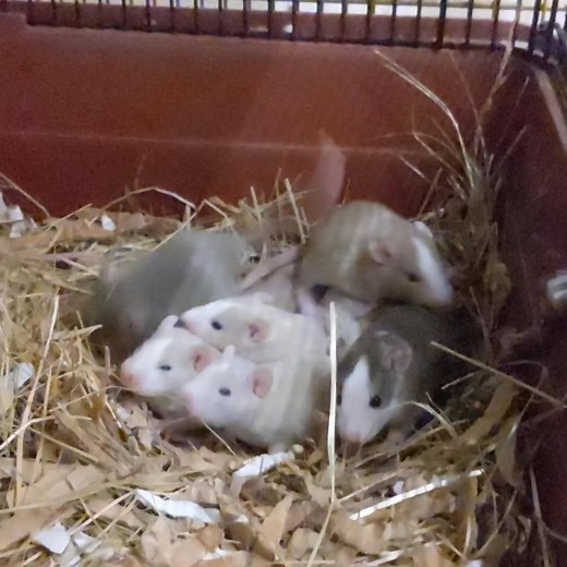 Did you know that colour and fur type genes rarely affect just the rat’s colour/fur? Strict selection can usually combat these issues, but the tendencies can sometimes still be underlying. We’ve all heard of the health issues hairless rats have! But less extreme examples include chinchillas and megacolon - this was selected away from and MC isn’t really heard of in UK chins anymore. Red Eye Dilute-based rats (topaz, buff) have been associated with clotting issues and again, this has been selecte