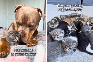 Owner Warned Against Kittens in XL Bully’s Room, But He’s ‘Gentle as Ever’