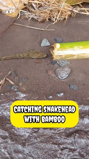 Florida snakehead fishing - SNAKEHEAD FISH #shorts #fish #channa #viralvideo