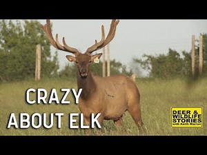 Elk Farming "Crazy About Elk" | Deer & Wildlife Stories