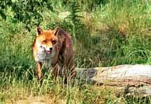 New report shows hunting is best method of control - Horse & Hound