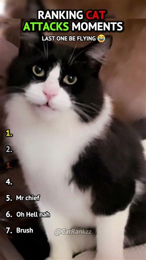 Ranking Cat Attacks — the last one was personal 😼