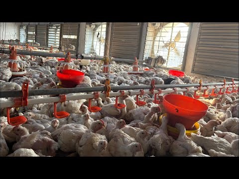 Broiler Chickens Live | Daily Feeding, Growth Progress & Farm Management Tips