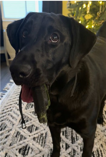 Remote Control Antics with Garmin Connects