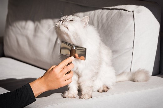 The Best Haircuts For Ragdoll Cats Revealed! | Ragdoll Care