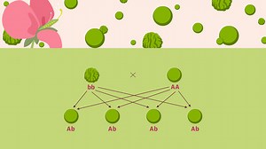 Vererbungsregeln – 1. Mendelsche Regel  | sofatutor.com