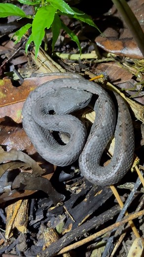 By far one of the coolest vipers in Central America! Can’t get enough of this snake. 🔥 The Rainforest Hognose pitviper! Porthidium Nasutum. (The coolest genus in Central America) Plus the variability between each snake is as impressive as the next. The masters of snake disruptive coloration! Also known as cryptic coloration. (Camouflage) Works by breaking up the outlines of said animal to help blend into their surroundings such as leaf litter, logs and sticks. . . . #porthidium #porthidiumnasut