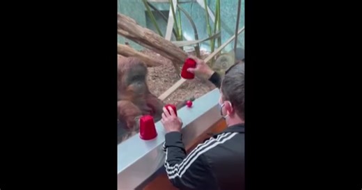 VIDEO | Shell game is no match for Amber the organgutan at the Louisville Zoo