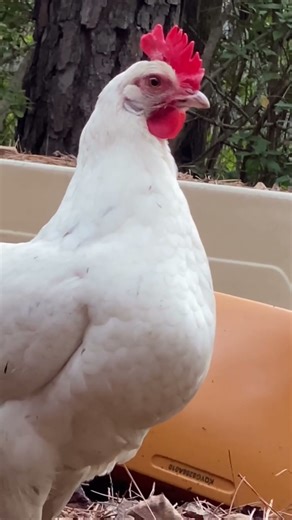 Henny the Hen Sounds Like a Lawnmower #funnychickenvideos #hensounds #farmlife #animalnoises