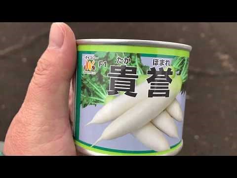 春大根 トンネル露地栽培 【種まき編】19/12/11