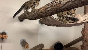 5.4K views · 345 reactions | Climbing cubs, leaping leopards! To...