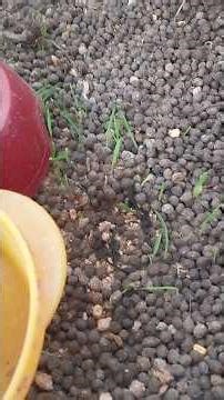 Caramel et les plantes 🐰🌿 #shorts #youtubeshorts #lapin