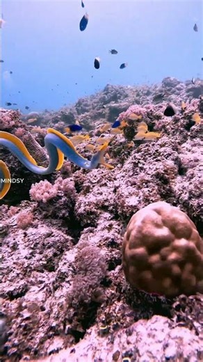 This Fish Is Born Male… Then Becomes Female 😱