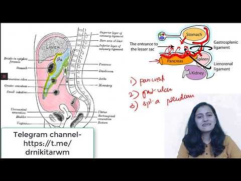 Lesser sac anatomy and relations made easy| NEETPG| AIIMS| Dr.Nikita Nanwani