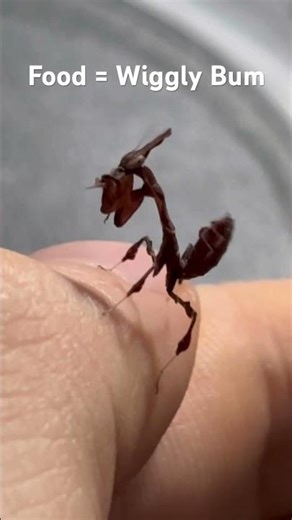 The Ghost Mantis "Wiggle" #exoticpets #insects #funnypets #mantis