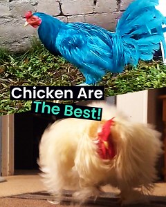 362K views · 6.4K reactions | Chickens are the best pets! | Animal Antics | Facebook