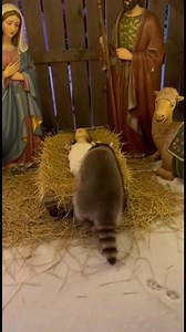 90K views · 590 reactions | Raccoon Joins the Nativity Scene! A raccoon finds warmth and comfort in a Christmas nativity scene. #fblifestyle #AI Generated using Kling AI . . . (For entertainment purposes only. Consult professionals if guidance on activities is presented. No brand affiliation is implied if any are shown. If inspired by true events, creative adaptations may be included. Content may include public footage.) | Fabiosa Fitness | Facebook