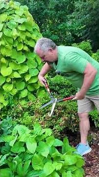 Pruning Encore® Azaleas = more blooms? Yes, actually ✂️