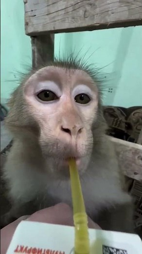 Amazing Blog with Monkey 🐒