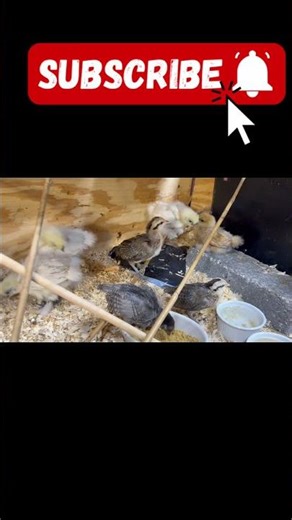 Tiny Baby Chick Talking Nonstop 🐥😂 Adorable Chicken Chirping Sound That Will Melt Your Heart #shorts