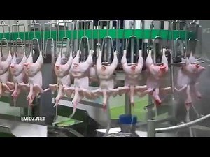 BRF Gloobal chicken procesing factory. for orders contact josecarlos@brf-gloobal.com