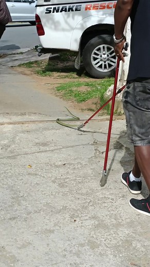 𝗕𝗼𝗼𝗺𝘀𝗹𝗮𝗻𝗴 (𝗗𝗶𝘀𝗽𝗵𝗼𝗹𝗶𝗱𝘂𝘀 𝘁𝘆𝗽𝘂𝘀) 𝗛𝗜𝗚𝗛𝗟𝗬 𝗩𝗘𝗡𝗢𝗠𝗢𝗨𝗦 A highly venomous Boomslang relocated from a Police premises in Qonce, Eastern Cape. The snake was startled by a policeman as he went towards a tap for water and it went up a tree. When I arrived it began to descend and I managed to capture the snake. I got it into a tub, and as I began to close the lid the snake darted out into the nearby bushes. After searching for about 30 minutes we found the snake on anothe