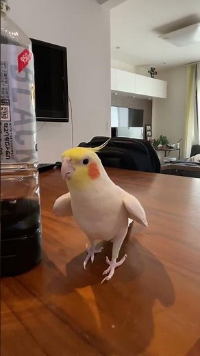 朝からご機嫌にミッキーマウスマーチを歌うオカメインコ様 #オカメインコ #cockatiel #歌うインコ #ミッキーマウスマーチ