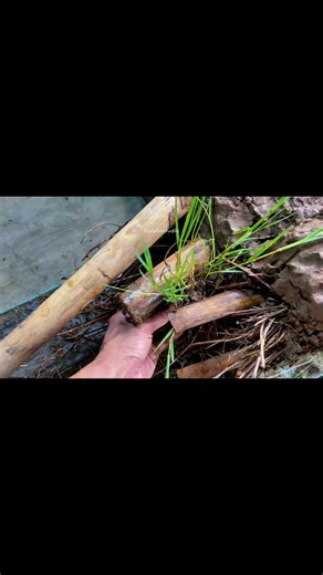 Garden soil tank setup #fishtank #aquascape