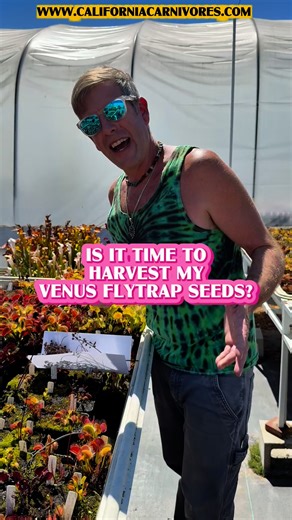 When is it time to harvest your Venus flytrap seeds? How can you tell that they’re ready? Let’s take a look at ours! www.CaliforniaCarnivores.com | California Carnivores