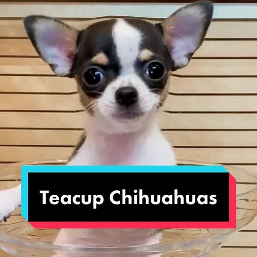 Teacup Chihuahuas: Fact or Fiction?