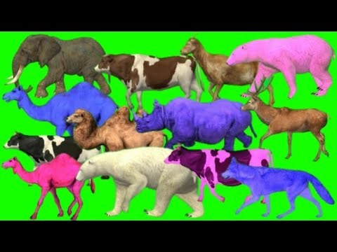 Green screen cartoon animal stampede video l zoo animal running green screen animation video