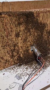15k bees swarm an active construction site! Luckily we were able to evacuate them within 2 hours of them moving in so no comb was built. They were SO cooperative and ran FAST into our box 🐝💨 This is typical of recently swarmed colonies because they're still in a swarm state of mind where they are more eager to find the queen as a collective. It was so amazing to see how they all worked together to communicate. HUNDREDS of bees fanned their little booties in the air releasing a pheromone that l