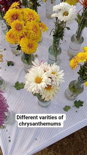 different varities of chrysanthemums
