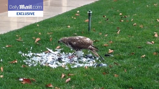 Shocking moment a hawk devours a pigeon in New York City