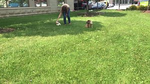 26K views · 93 reactions | When it's hot outside, cats and dogs can easily suffer from heat stroke, a serious condition that can lead to organ failure. Keep your pet safe with these tips: | Ontario Veterinary Medical Association (OVMA) | Facebook